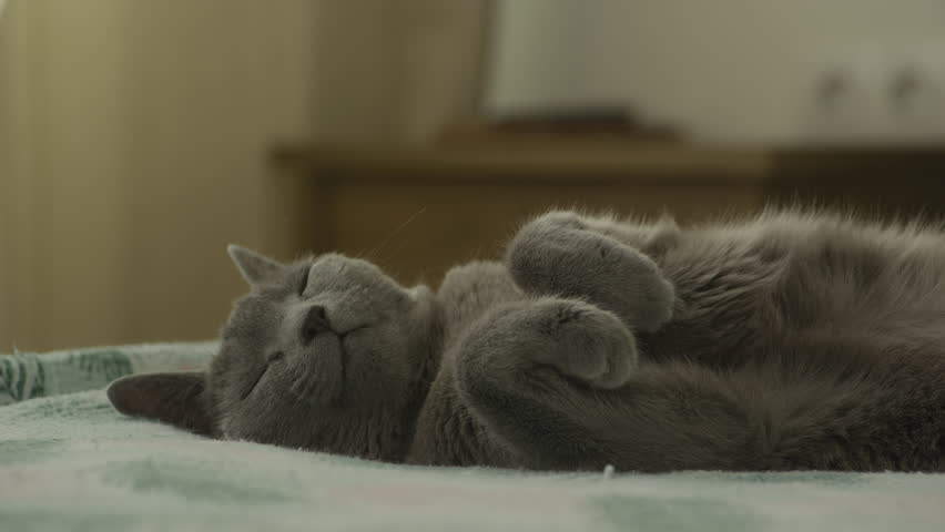 Sleeping Gray Cat Curled Up on a Bed