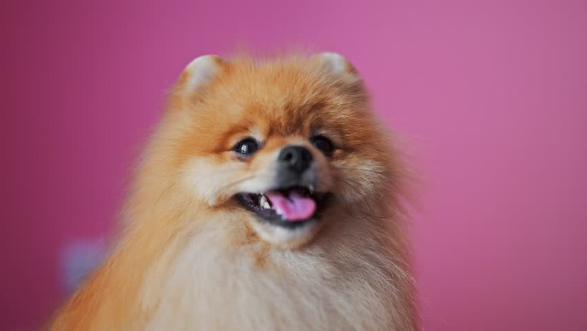 Red dog portrait on a pink background.
