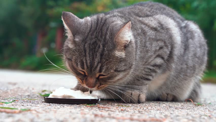 A street cat licks sour cream outside.