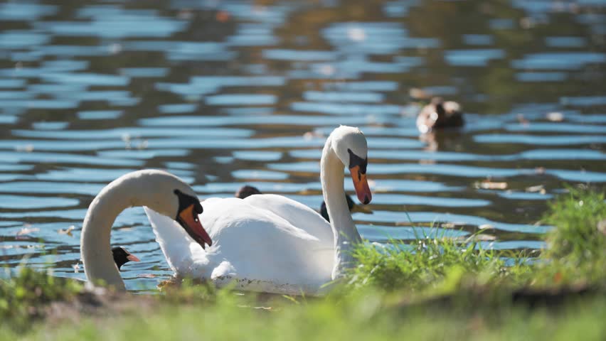 Two swans glide gracefully near the grassy shore of the sunlit lake, accompanied by ducks, surrounded by gentle ripples.
