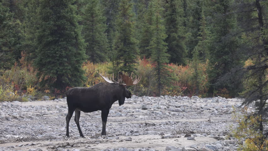 Bull Alaska Yukon Moose in Autumn in Denali National Park alaska