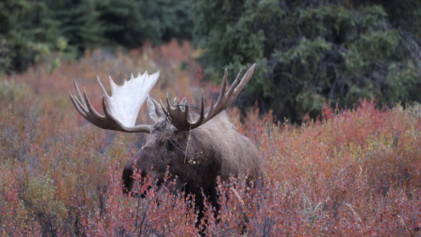 Bull Alaska Yukon Moose in Autumn in Denali National Park alaska