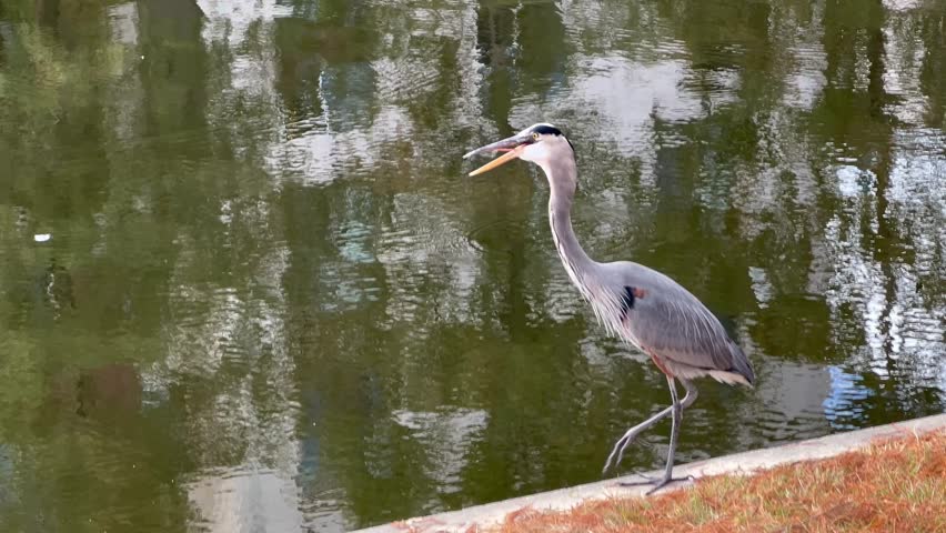 Gray  stork in Woodlands, Houston. Gray  stork in Woodlands, Houston.