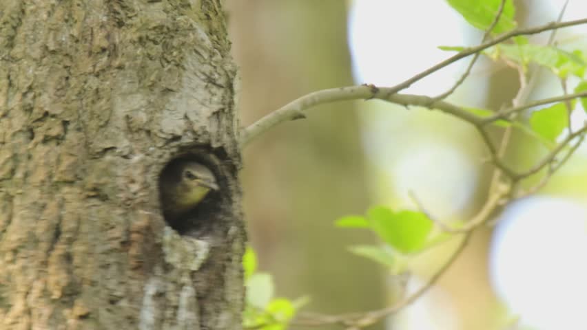 Young euopean starlings sitting at the entrance of the Nest and begging for food