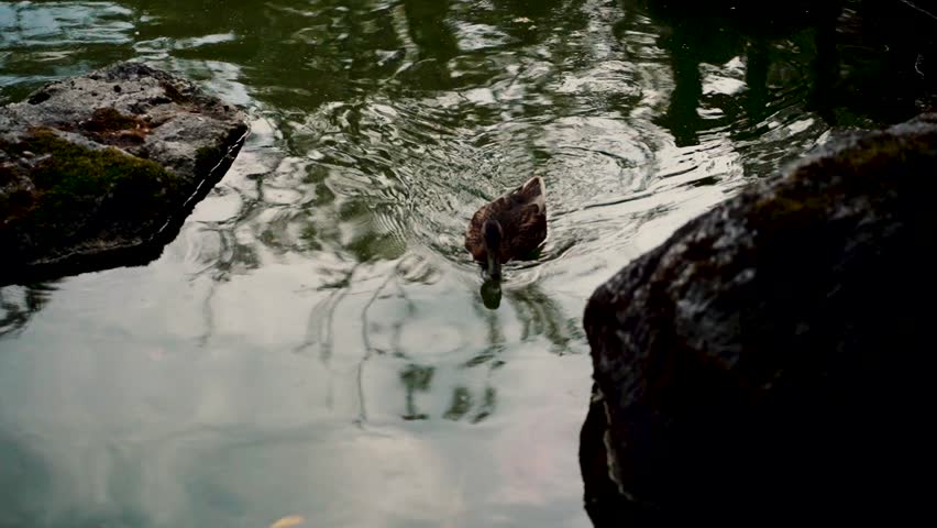 a duck swims on the lake