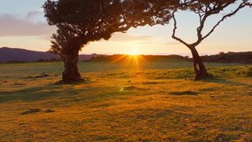 Aerial drone shot of flying above til trees in idyllic Fanal Laurisilva forest on sunset. Madeira island, Portugal. Fly by thru push in shot - Powered by Shutterstock - Get 15% off with code: PIKWIZARD15