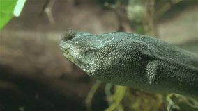 Snake necked turtle swimm under water
