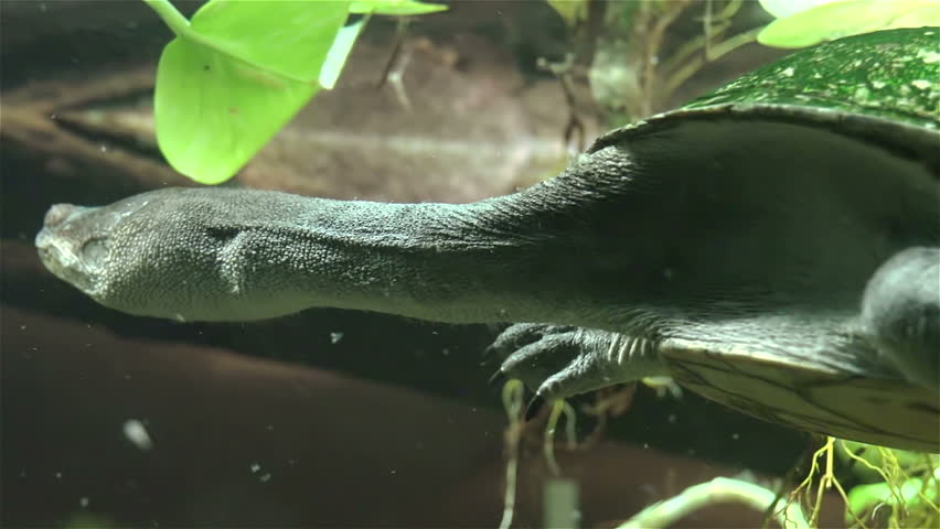 Snake necked turtle swimm under water