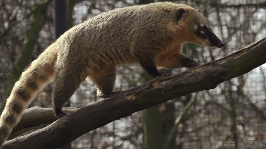 Coati walks on tree trunk in slow motion
