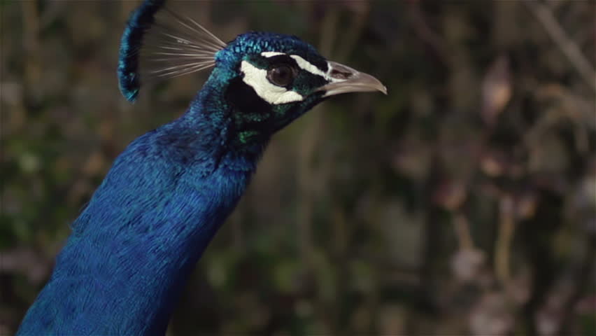 Peacock walks slow and moves head back and forth
