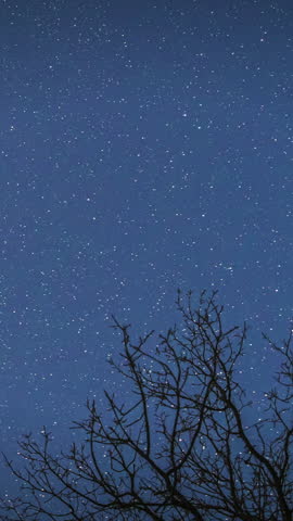 Night Sky Stars Above Oak Trees Branches In Early Spring. Natural Starry Sky Above Woods. Night Sky Background. Time-lapse