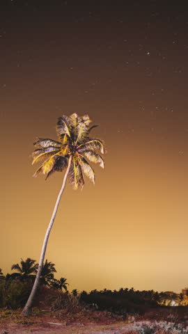 Goa, India. Real Night Sky Stars. Coconut Tree Palm On Background Of Natural Starry Sky. , Time Lapse.