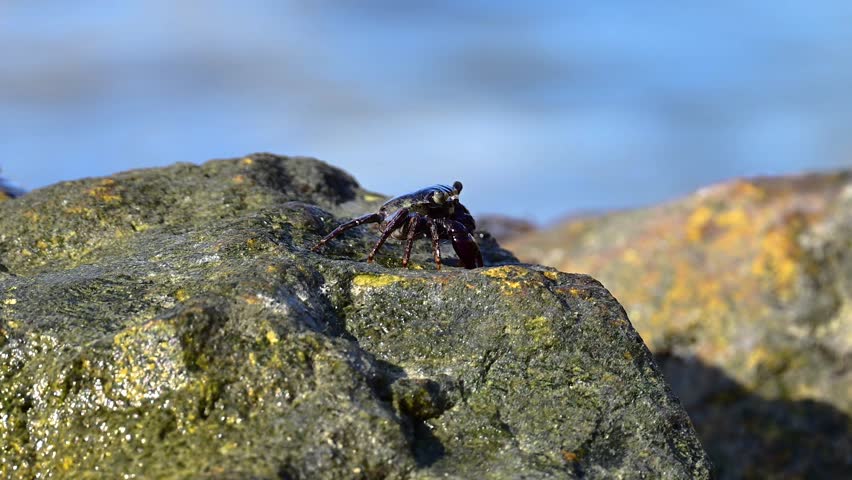 Vibrant dark purpul colored  crabs cling to dark rock by the ocean of Bahrain 