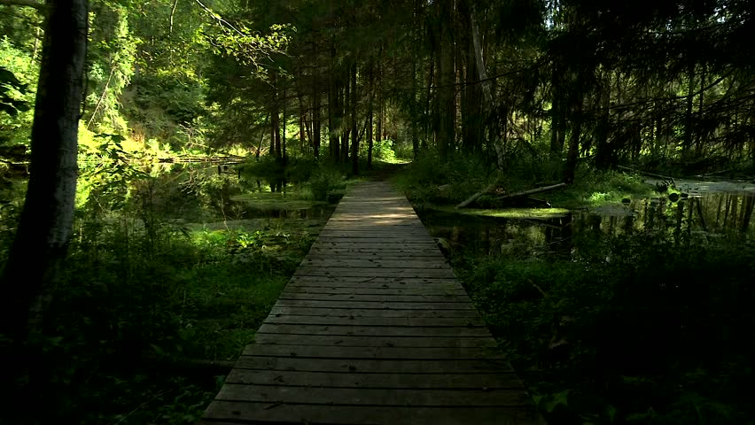 A Path Through a Fairytale, Dark, Mystical Forest with an Overgrown Pond. Thickly Grown Trees Create Fantasy Feelings Walking Along A Well-kept Wooden Boardwalk That Crosses Water In The Forest.