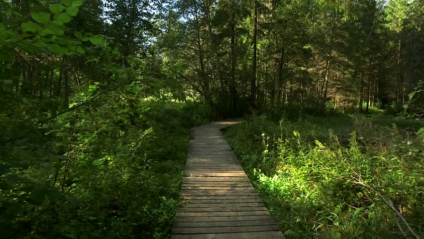 A Path Through a Fairytale, Dark, Mystical Forest with an Overgrown Pond. Thickly Grown Trees Create Fantasy Feelings Walking Along A Well-kept Wooden Boardwalk That Crosses Water In The Forest.