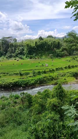 calming views of rice fields and rivers in the village
