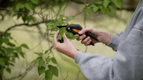 Close up pruning and trimming trees with shears. Detailed shot tree cutting and shaping with secateurs. Close up person using pruning scissors to trim and shape trees - Powered by Shutterstock - Get 15% off with code: PIKWIZARD15