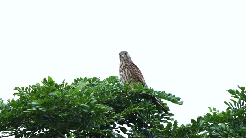 Eurasian Kestrel or Common Kestrel migration birds in Thailand and South-east Asia.