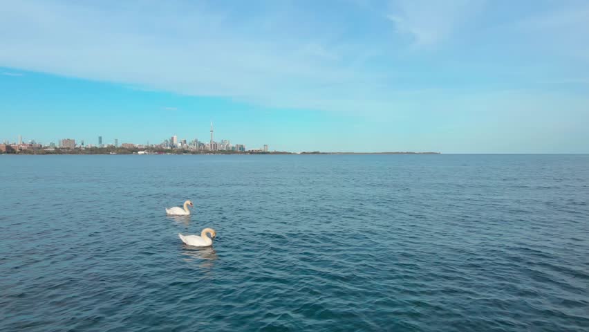 Swans gracefully glide across Ontario Lake with Toronto skyline in background, blending serene nature with modern cityscape. Tranquil scene where urban life meets natural beauty. Emigration to Canada