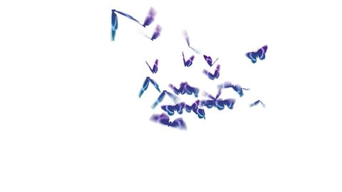 butterflies flying from right to left towards camera