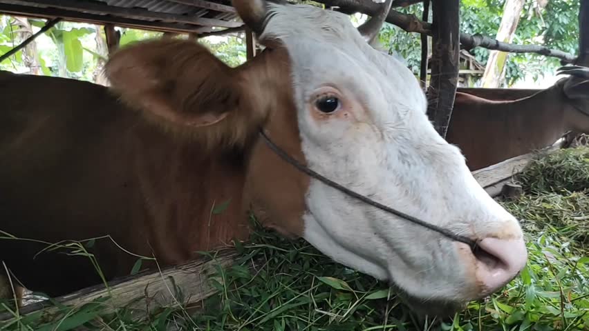 cows eating green grass and green vegetables in a rural garden, cows with ropes around their necks are eating from branches filled with fresh plant material, such as banana stems
