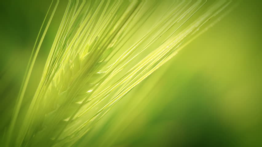The green ear of wheat are trembling in the wind in the rays of the sun. Closeup