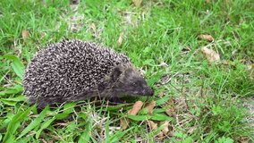 A cute hedgehog leisurely walking across a patch of grass in the crisp autumn weather. The scene captures the natural behavior of this small woodland creature as it explores its surroundings among fal - Powered by Shutterstock - Get 15% off with code: PIKWIZARD15