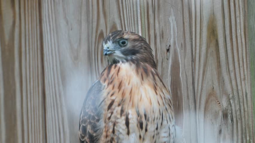 Red Tailed Hawk turning and looking with injured eye in rehabilitation center