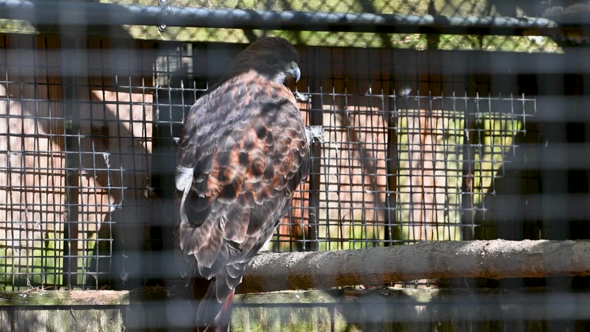 Red Tailed Hawk perched on branch in rehabilitation center
