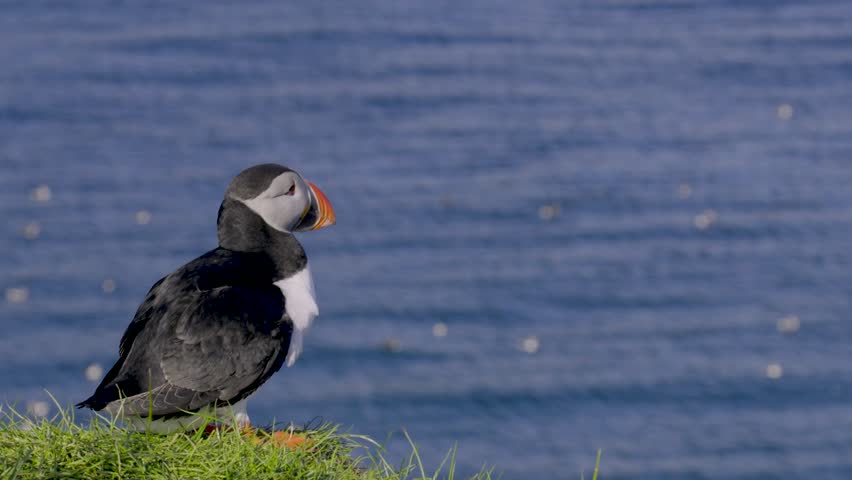 A puffin spreads its wings and stretches on a cliff by the ocean at midday, showcasing its vibrant colors