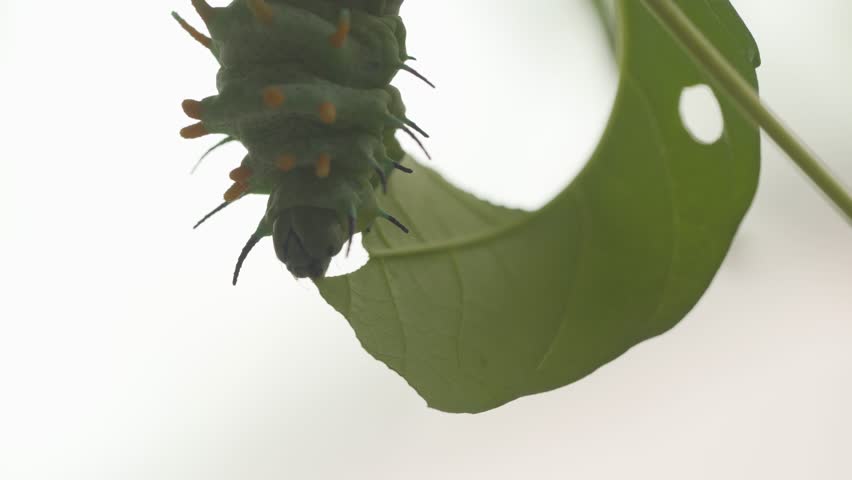 Atlas Moth Caterpillar Eating Leaf Against White Background - Close Up