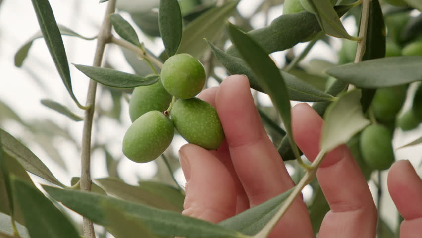 Female farmer touching green olive on tree branch with hand.