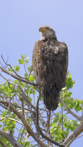 Juvenile Bald Eagle Perched and Looking Around Vertical Video