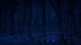 Swampy Marshland At Night Moving Shot - Powered by Shutterstock - Get 15% off with code: PIKWIZARD15