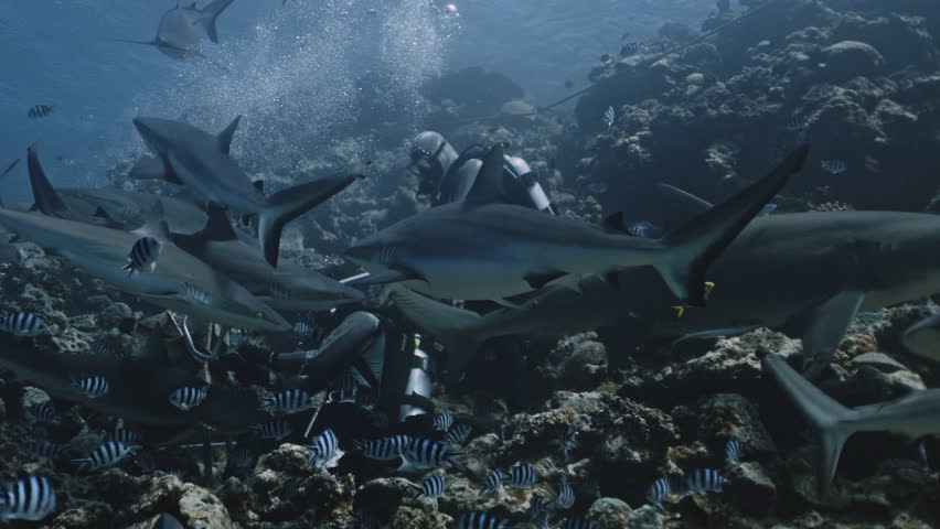 Shark diving safari tourism. Experienced diver instructor feeding sharks underwater on coral reef in ocean of Tonga. Divers feed school of sharks in underwater marine wildlife of Pacific Ocean.