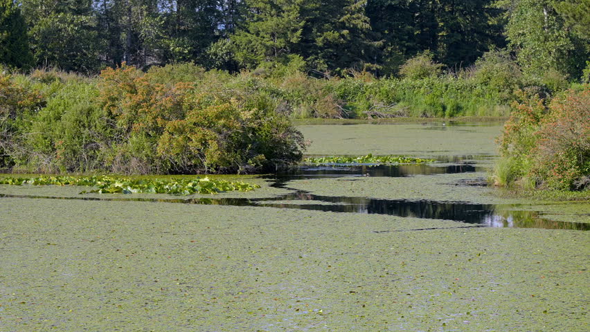 Establishing shot of Swamp in the Park with Wildlife in Vancouver, Canada, North America. Day time on September 2024. Still camera view. ProRes 422 HQ.