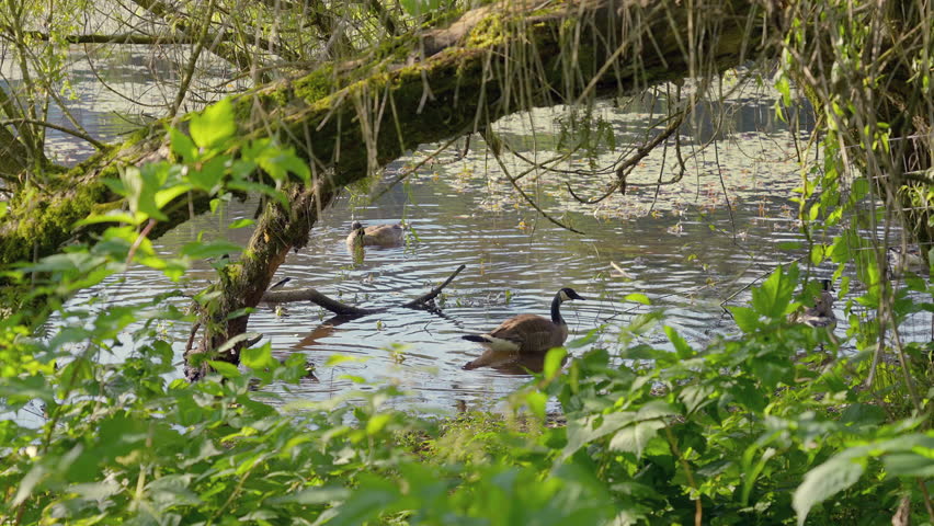 Establishing shot of Swamp in the Park with Wildlife in Vancouver, Canada, North America. Day time on September 2024. Still camera view. ProRes 422 HQ.