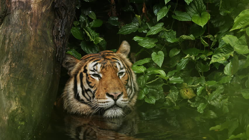 Tiger head portrait closeup looking at camera sitting in river water among trees. Large young Siberian tiger. Tiger cooling himdelf. Wild cat in natural habitat. Singapore zoo. Wildlife mammal animals