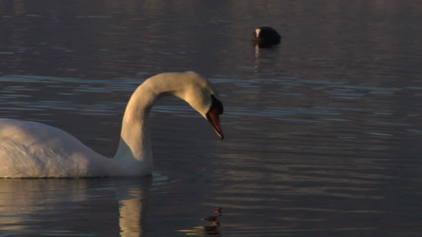 A white swan drinking water at sunset