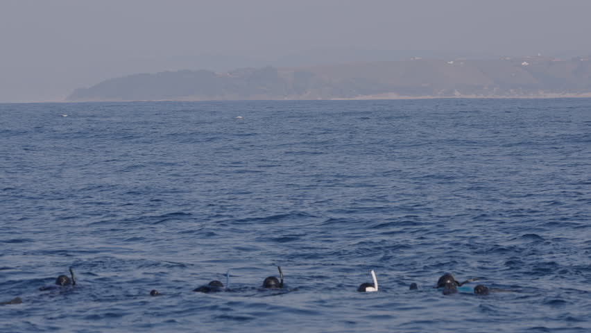 Tourist people swimming together with dolphins jumping in ocean water, amazing snorkeling adventure. Armature freedivers diving in South Africa sea with bottlenose dolphins. Travel amazing concept