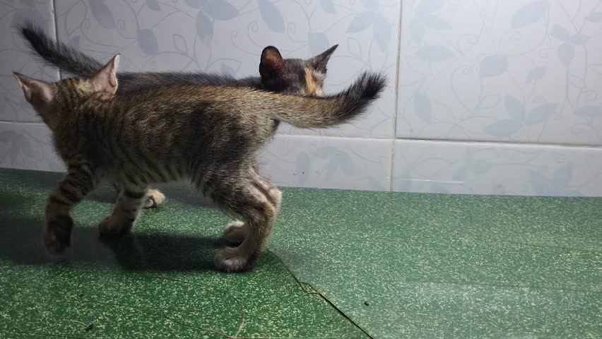 Three pet kittens are playing