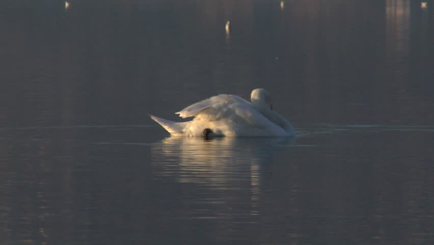 A white swan on water at sunset
