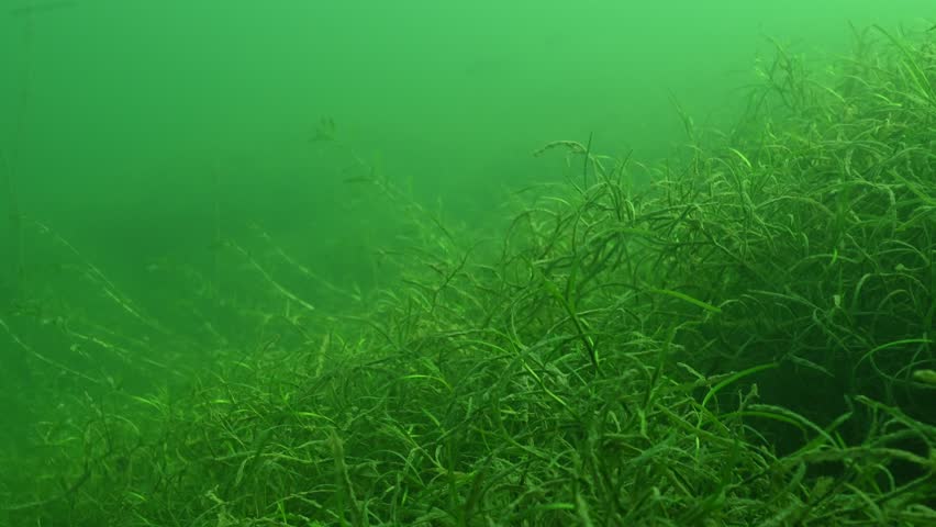 Dense underwater vegetation with small bluegill Lepomis macrochirus moving, between the plants