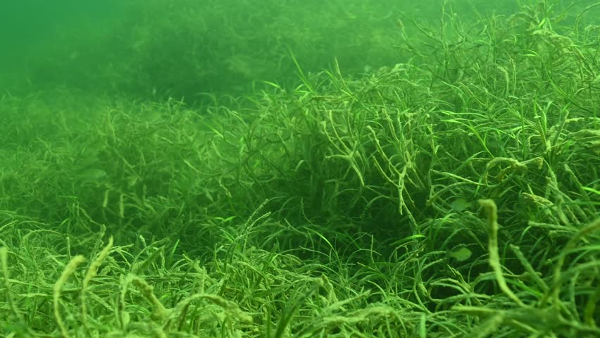 Dense underwater vegetation with small bluegill Lepomis macrochirus moving, between the plants