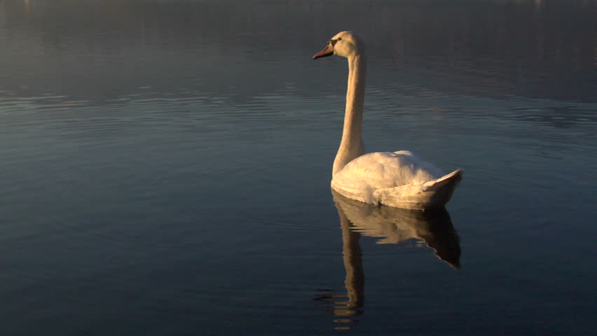 A white swan on water at sunset