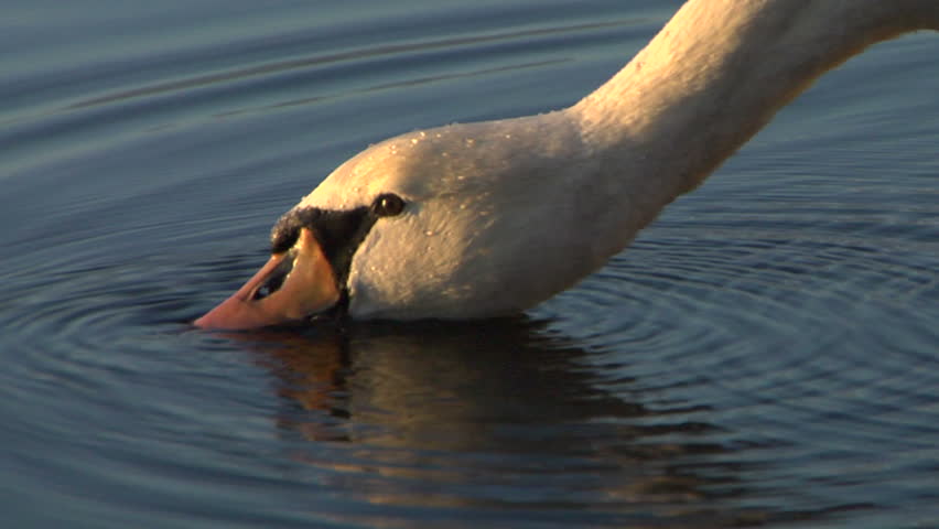 Close up of a white swan drinking water