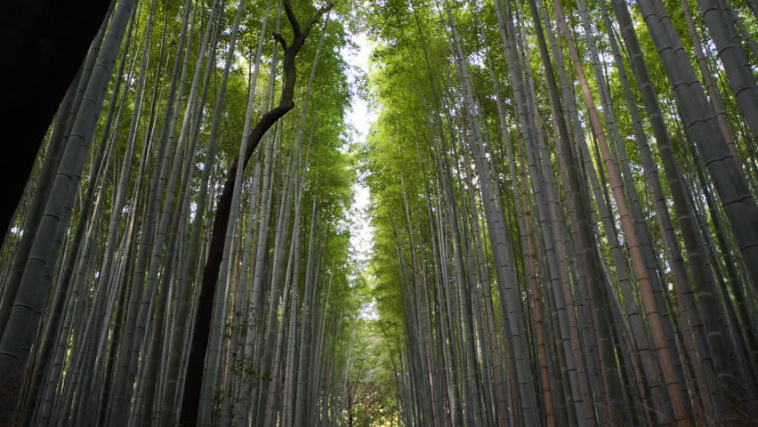 Arashiyama Bamboo Grove, Kyoto, Japan