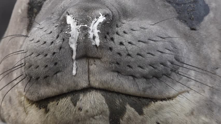 Female Elephant Seal sleeping in South Georgia, Antarctica, close up shot