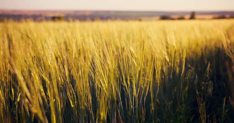 Shutterstock Video
