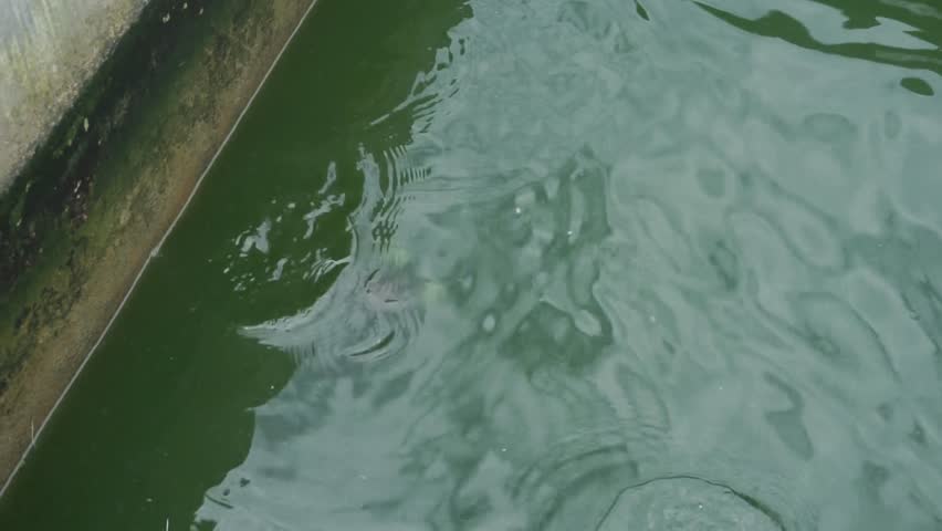 Catfish in small ponds in groups